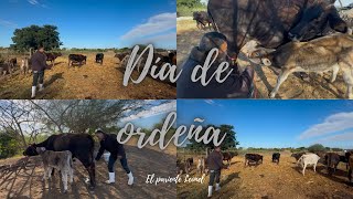 Una mañana de ordeña🐮| El pariente Leonel |