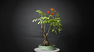 360º Display: Dwarf Poinciana (Flowering)