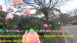 癒し 冬バラが美しい/駕与丁公園/散歩福岡2021/12/21Beautiful healing winter roses / Kayoicho Park / Walk Fukuoka 2021/12