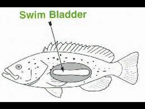 How To Cure Swim Bladder Disease (fish) - YouTube