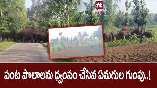 పంట పొలాలను ధ్వంసం చేసిన ఏనుగుల గుంపు | Elephants Destroyed Crop Fields in Chittoor @Hittvtelugunews