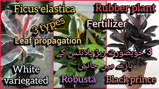 ficus elastica rubber plant 3 types care fertilizer and leaf propagation//Bloom with SI