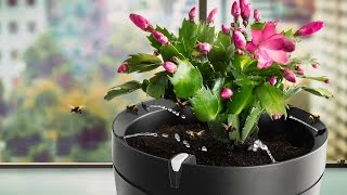 Обзор умного горшка Parrot Pot – отличный подарок на 8 марта