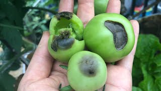 Prevention and treatment of black ass rot on tomato plants February 16, 2022