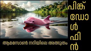 Pink dolphin l പിങ്ക് ഡോൾഫിനെ കണ്ടിട്ടുണ്ടോ ? ഇല്ലെങ്കിൽ ഈ വീഡിയോ നിങ്ങൾക്കുള്ളതാണ്