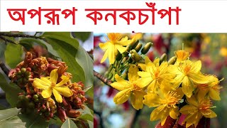 দূর্লভ কনকচাঁপা ফুল । Beautiful Konok chapa flower !