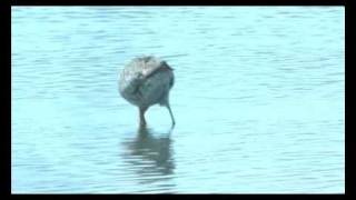 Grutto - Limosa limosa - Black-tailed Godwit - Uferschnepfe