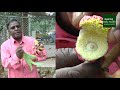 ఈ మొక్క సృష్టి లో ఒక అద్భుతం naga lingam plant prayojanalu in telugu couroupita guianensis plant