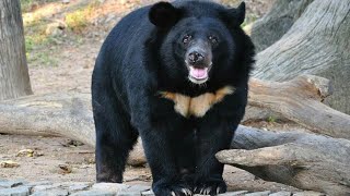 কালো ভাল্লুক/ এশীয় কালো ভাল্লুক/ moon bear  | Ursus thibetanus