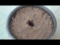 watch how to grow poppy from seed california u0026 iceland