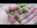 watch how to grow poppy from seed california u0026 iceland