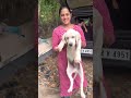 സ്നേഹസമ്മാനം കണ്ടു കണ്ണ് നിറഞ്ഞു പോയി 😭😭😭 subscriber gifted labrador retriever gift husky