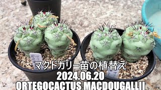 マクドガリー苗の植替え　2024 06 20