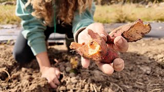 Devastating...The Voles Ate All of My Sweet Potatoes