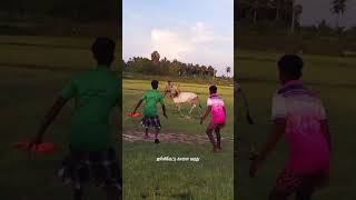 jallikkattu kalai video நொறுக்கி எடுக்குது அருமையான மாடு