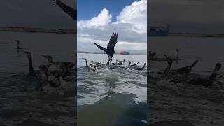 This Sea Bird Is Expert In Catching Fish #birdcatchingfish #seabirds