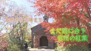 まだまだ間に合う信州の紅葉‼あの名所も、穴場も！（2023年11月10日abnステーション）