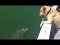 dog talking to dolphin