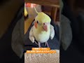 オカメインコのきなこです🐥