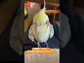 オカメインコのきなこです🐥