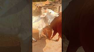 ପଶୁ ହେଲେ ମା ଆଉ ଛୁଆ ର ଅତୁଟ ଭଲ ପାଇବା। #minishorts#viral#animallover#odiavlogger