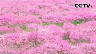 如霞似锦！重庆永川区百亩梅花盛放，解锁春日限定浪漫 | CCTV