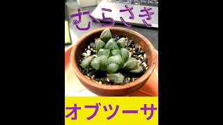 ハオルチア　紫オブツーサの抜き苗の株分けと植付け　#shorts