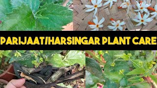 Parijaat Harsingar Plant Care/ Night Jasmine Plant Care Fertilizer 🌳🪴