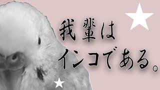 我輩はインコである。《16歳のご長寿おじいちゃんセキセイインコ愛ちゃん日記》16-year-old budgerigar Ai-chan diary