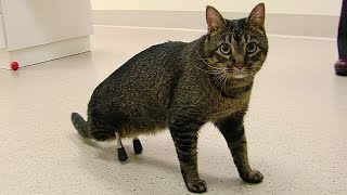 Meet the cat ISU vets outfitted with very rare prosthetic legs