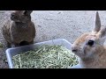 cute rabbit demands petting