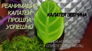 Реанимация Калатеи. Комнатные растения.