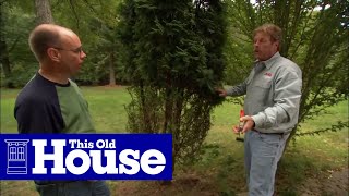 How to Deer-Proof Small Trees | This Old House