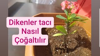 🌸🌸 dikenler tacı nasıl çoğaltılır ?🌸🌸