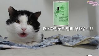 수촌이도 벌떡 일어나 소리치게 만드는 [캣츠파인푸드] 고양이 습식사료