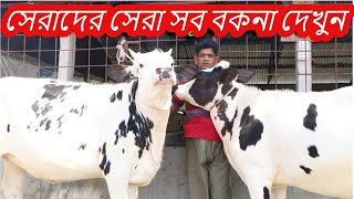 সেরাদের সেরা সব বকনা দেখুন | ADL এর বকনা সহ ফ্রিজিয়ান বকনা দেখুন | Best quality calf in bd