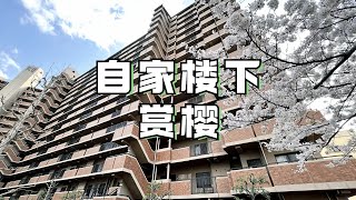 ROOMTOUR | 自家楼下赏樱花 家里有两个大门是怎样一种体验？