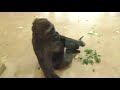 シャバーニ とネネの恋ダンス 4。 イケメン ゴリラ shabani and nene dances in love. gorilla गोरिल्ला