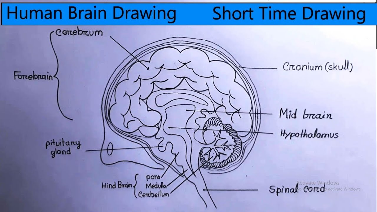 How To Draw Human Brain Diagram