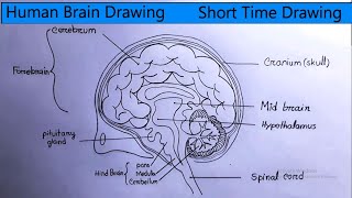 Human Brain Drawing Tutorial | Biological Drawings | Short Time Drawing
