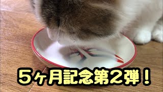 子猫のボンちゃん、５ヶ月記念第二弾！【スコティッシュフォールド×エキゾチック】