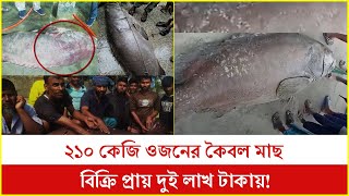 ২১০ কেজি ওজনের কৈবল মাছ ;বিক্রি হয়েছে প্রায় দুই লাখ টাকায়!