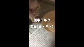 赤ちゃん猫がお皿からミルクを飲んだら凄いことに！顔中ミルクまみれでサンタさんみたい(^○^)   #猫　#ネコ　#ねこ　#赤ちゃん猫　#子猫　#激かわ　#かわいい猫　#おもしろ動画　#おもしろ猫動画