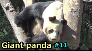 Giant panda⑪　シャンシャンを必死に見守るリーリー　ジャイアントパンダ【上野動物園】