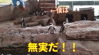 【脅威な彼女】ヤキモチ焼きの彼女の攻撃がすごかったです。【京都水族館】ーHer attack on the yakimochi-yaki