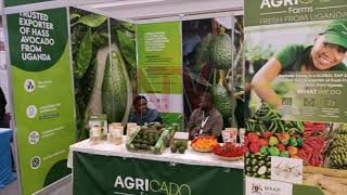 Uganda urged to prioritize quality to excel in avocado production