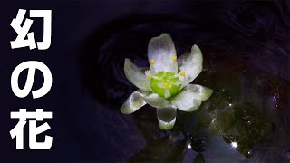 幻の花、開花