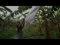 daranggiri asia s biggest banana market