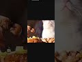 Collection of adorable cats: The cutest cats doing the funniest things #trending  #tiktok #shorts