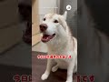 話を聞いてもらってスッキリするハスキーさん｜peco シベリアンハスキー 大型犬 ハスキー大好き siberianhusky dog huskylove huskylife